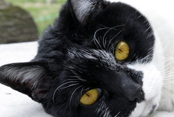 Byta kattförsäkring för gammal katt