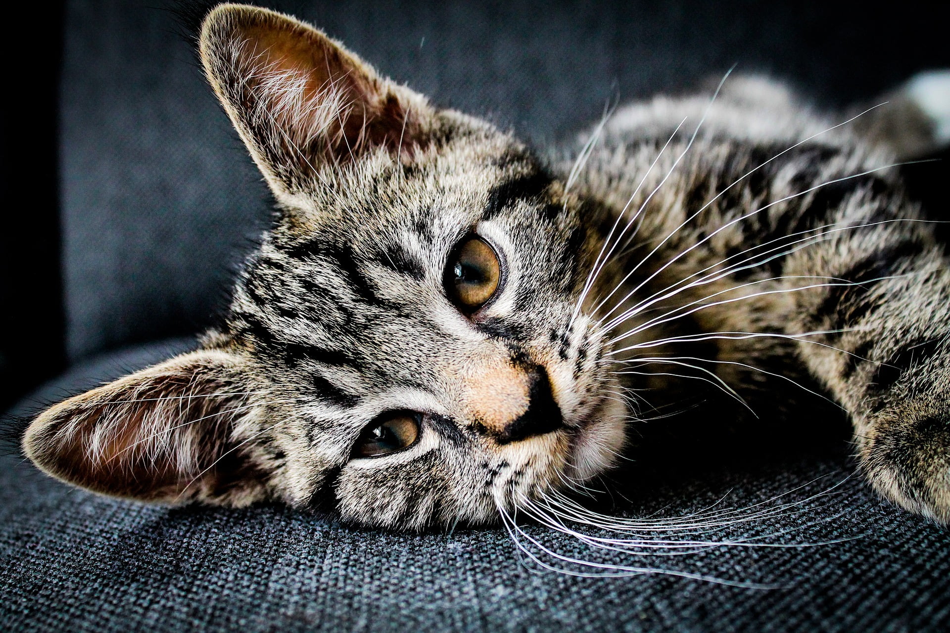 Ingår medicin i kattförsäkringar?